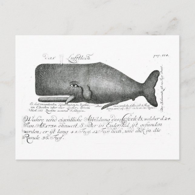 Vintage Whale Design Vykort (Framsida)