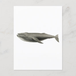 VINTAGE WHALE ILLUSTRATION POSTCARD VYKORT