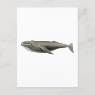 VINTAGE WHALE ILLUSTRATION POSTCARD VYKORT