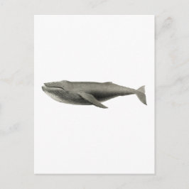 VINTAGE WHALE ILLUSTRATION POSTCARD VYKORT