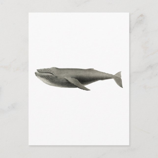 VINTAGE WHALE ILLUSTRATION POSTCARD VYKORT (Framsida)