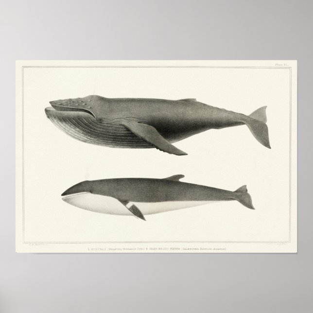 Vintage Whale Illustration Poster (Framsidan)