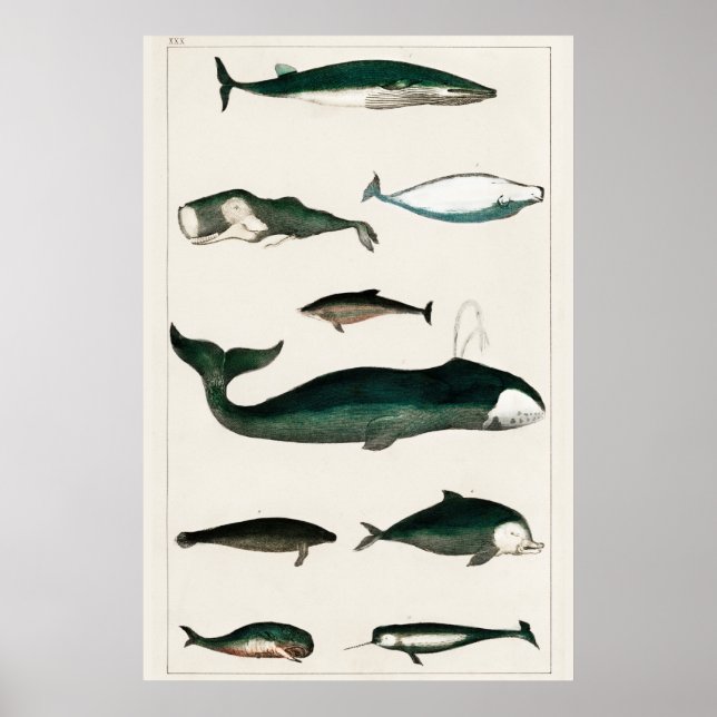 Vintage Whale Illustration Poster (Framsidan)