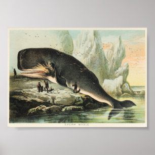 Vintage Whale Illustration Poster