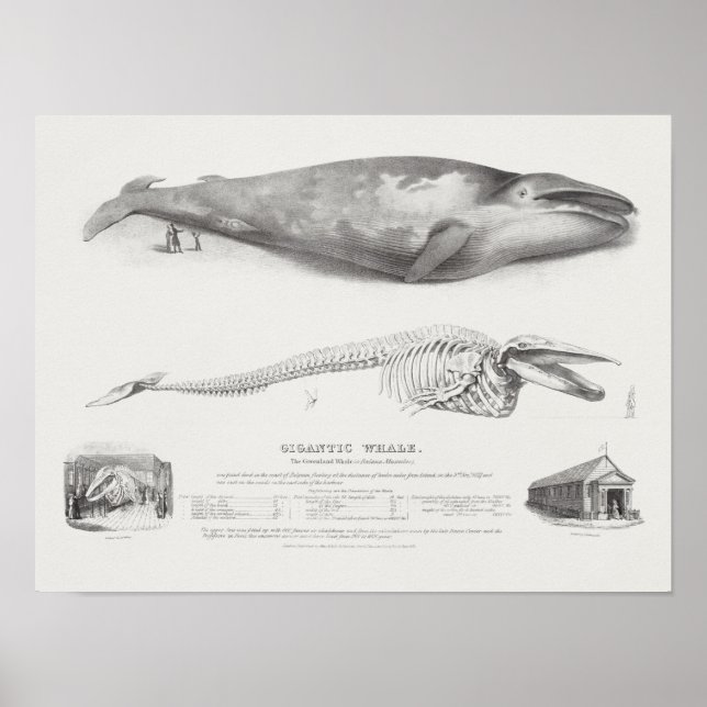 Vintage Whale Illustration Poster (Framsidan)