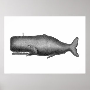 Vintage Whale Poster