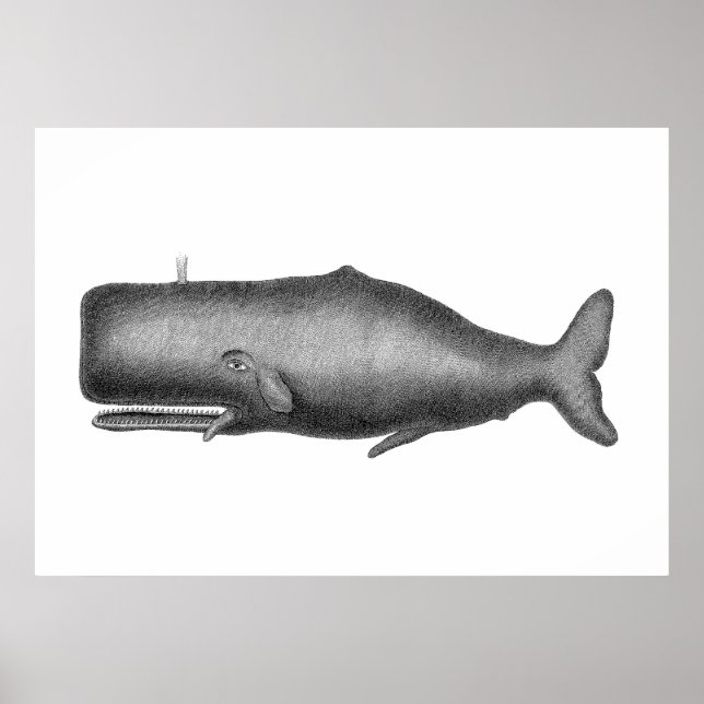Vintage Whale Poster (Framsidan)