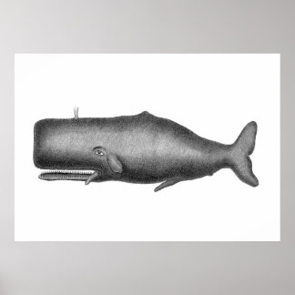 Vintage Whale Poster