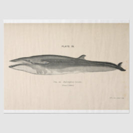 Vintage Whale Script Ephemera Decoupage Nautical