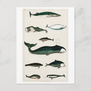VINTAGE WHALES CHART POSTCARD VYKORT