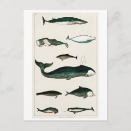 VINTAGE WHALES CHART POSTCARD VYKORT