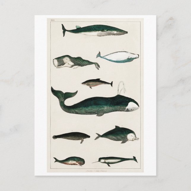 VINTAGE WHALES CHART POSTCARD VYKORT (Framsida)