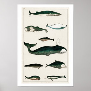 VINTAGE WHALES ILLUSTRATION POSTER