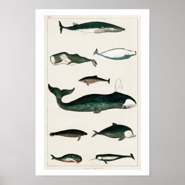 VINTAGE WHALES ILLUSTRATION POSTER (Framsidan)