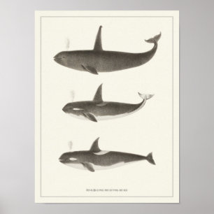 Vintage Whales - Orca eller Killer Valale Poster
