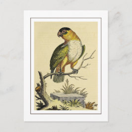 Vintage White Brested Parakeet Parrot Bird Vykort