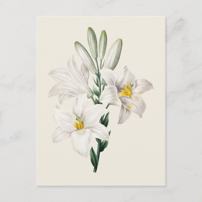 Vintage White Lily botanisk illustration Vykort (Framsida)