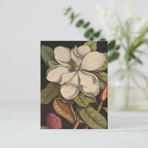 Vintage White Magnolia Botanical Illustration Vykort