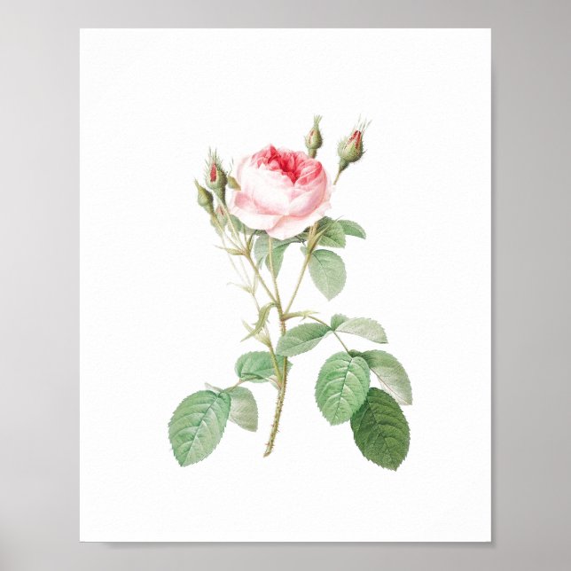 Vintage White och Rosa Garden Ro Poster (Framsidan)