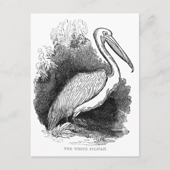 Vintage White Pelican Vykort (Framsida)