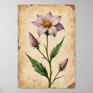 Vintage Wildflower Botanical Plate Konst Poster