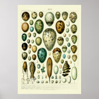 Vintage Wildlife Egg Art by Adolphe Millot