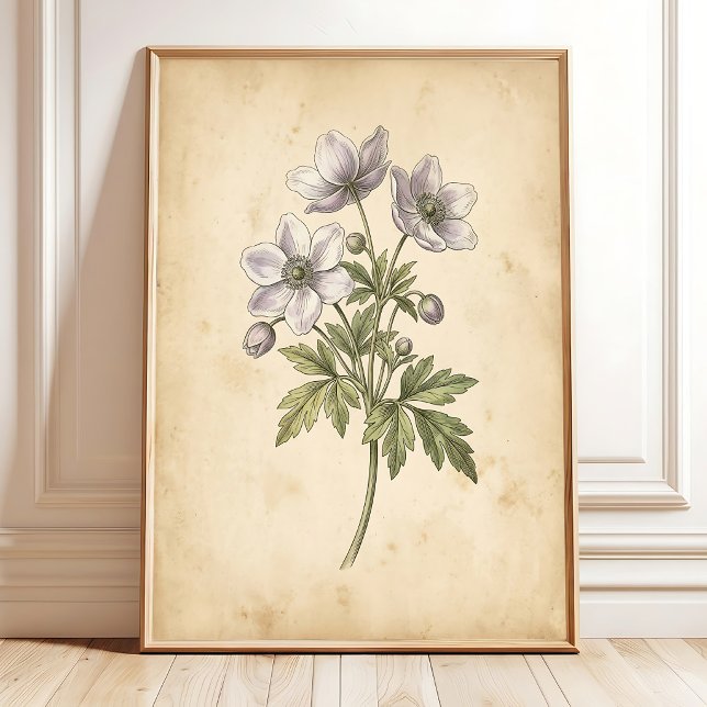 Vintage Windflower Blommig Inramad Väggkonst (Skapare uppladdad)