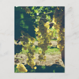 Vintage Winery Graps Vykort