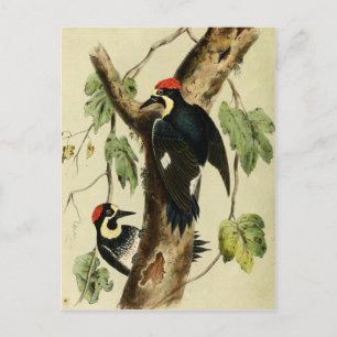 Vintage Woodpecker Bird Vykort