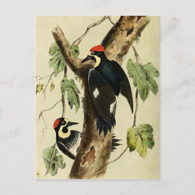 Vintage Woodpecker Bird Vykort (Framsida)