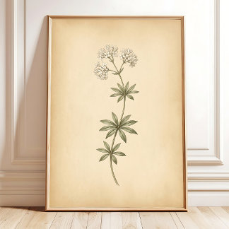 Vintage Woodruff Blomma Inramad Konst Poster