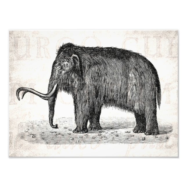 Vintage Wooly Mammoth Illustration Wooly Mammoths Fototryck (Framsidan)