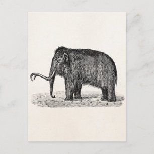Vintage Wooly Mammoth Illustration Wooly Mammoths Vykort