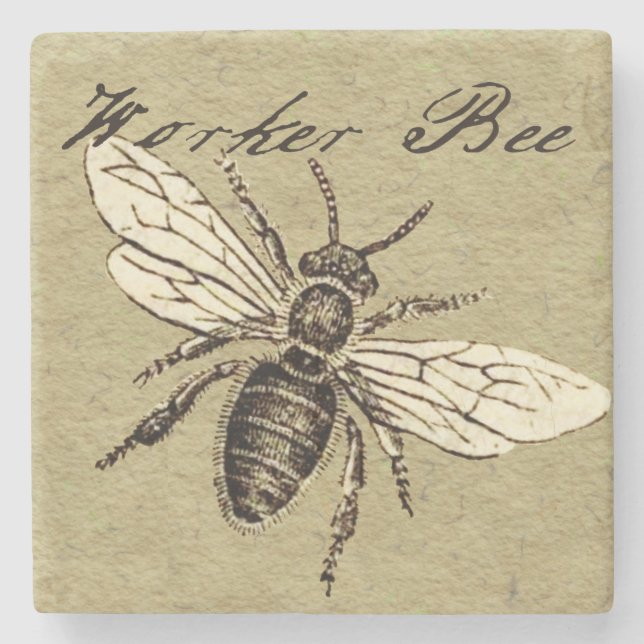 Vintage Worker Bee Insekt Illustration Antique Stenunderlägg (Framsidan)