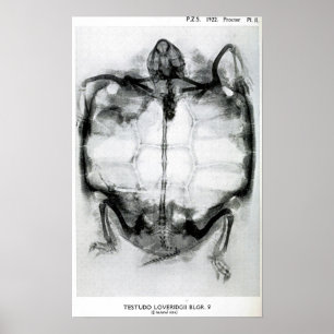 Vintage X-Ray of Turtle Poster