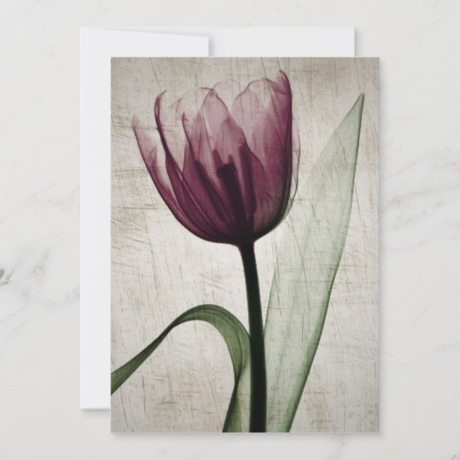 Vintage X-Ray Tulip (Framsida)