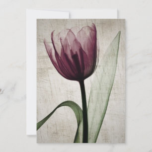 Vintage X-Ray Tulip