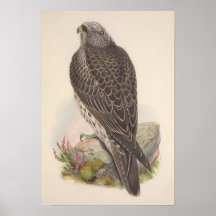 Vintage Young Island Falcon Bird