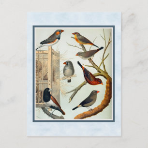Vintage Zebra Finches Vykort