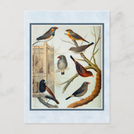 Vintage Zebra Finches Vykort
