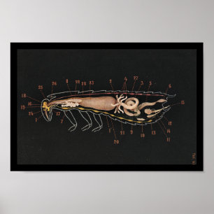 Vintage Zoology Print Cockroach Poster