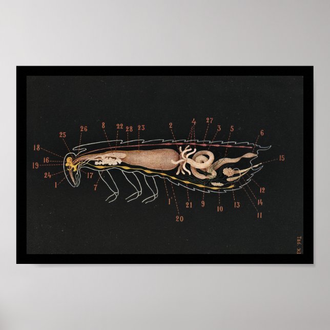 Vintage Zoology Print Cockroach Poster (Framsidan)