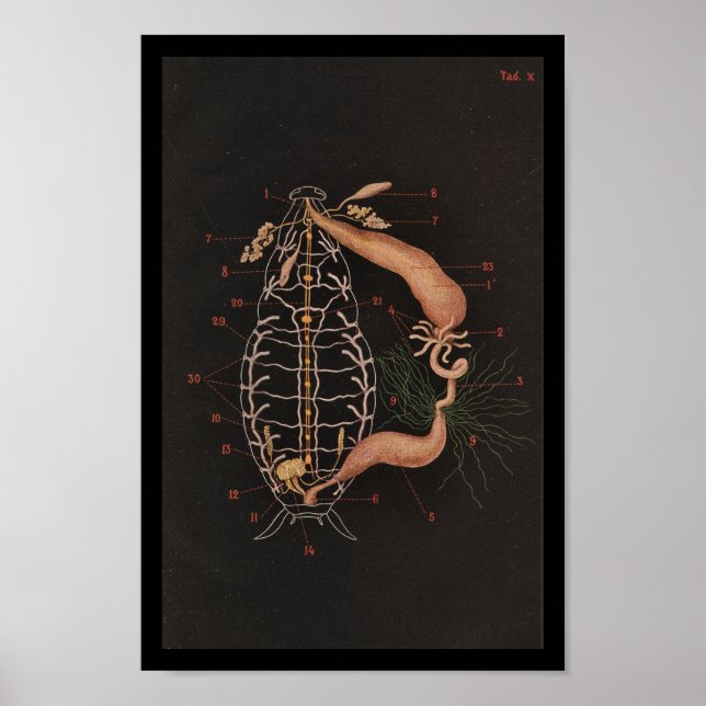 Vintage Zoology Print Cockroach Poster (Framsidan)