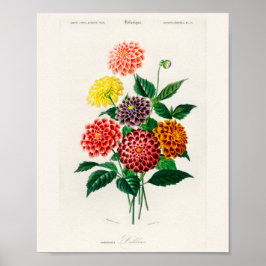 Vintageaffisch med röd dahlia poster