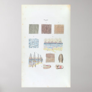 Vintageanatomi av människahåret flår och naglar poster