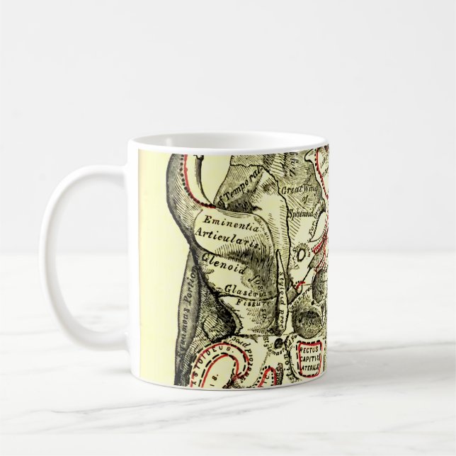 Vintageanatomi baserar av skalleutsidan kaffemugg (Vänster)