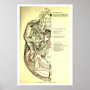 Vintageanatomi baserar av skalleutsidan poster