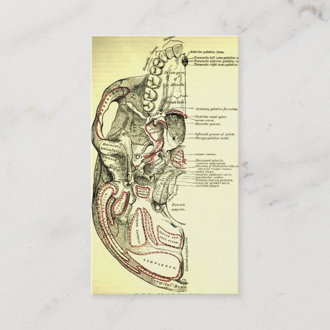 Vintageanatomi baserar av skalleutsidan visitkort (Framsida)