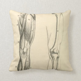 Vintageanatomi | tränga sig in och ben av lägga kudde