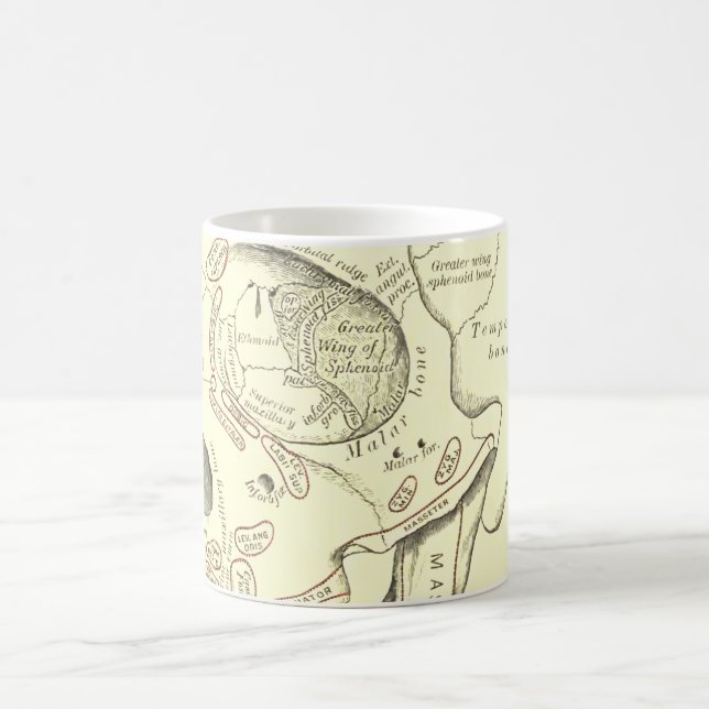 VintageanatomiAnterolateral region av skallen Kaffemugg (Center)
